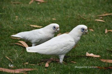 Most Expensive Parrots In The World